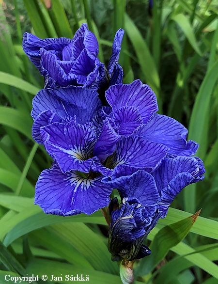 Iris setosa 'Plena', kaunokurjenmiekka
